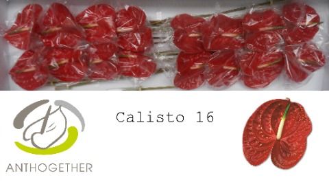 Anth A Calisto