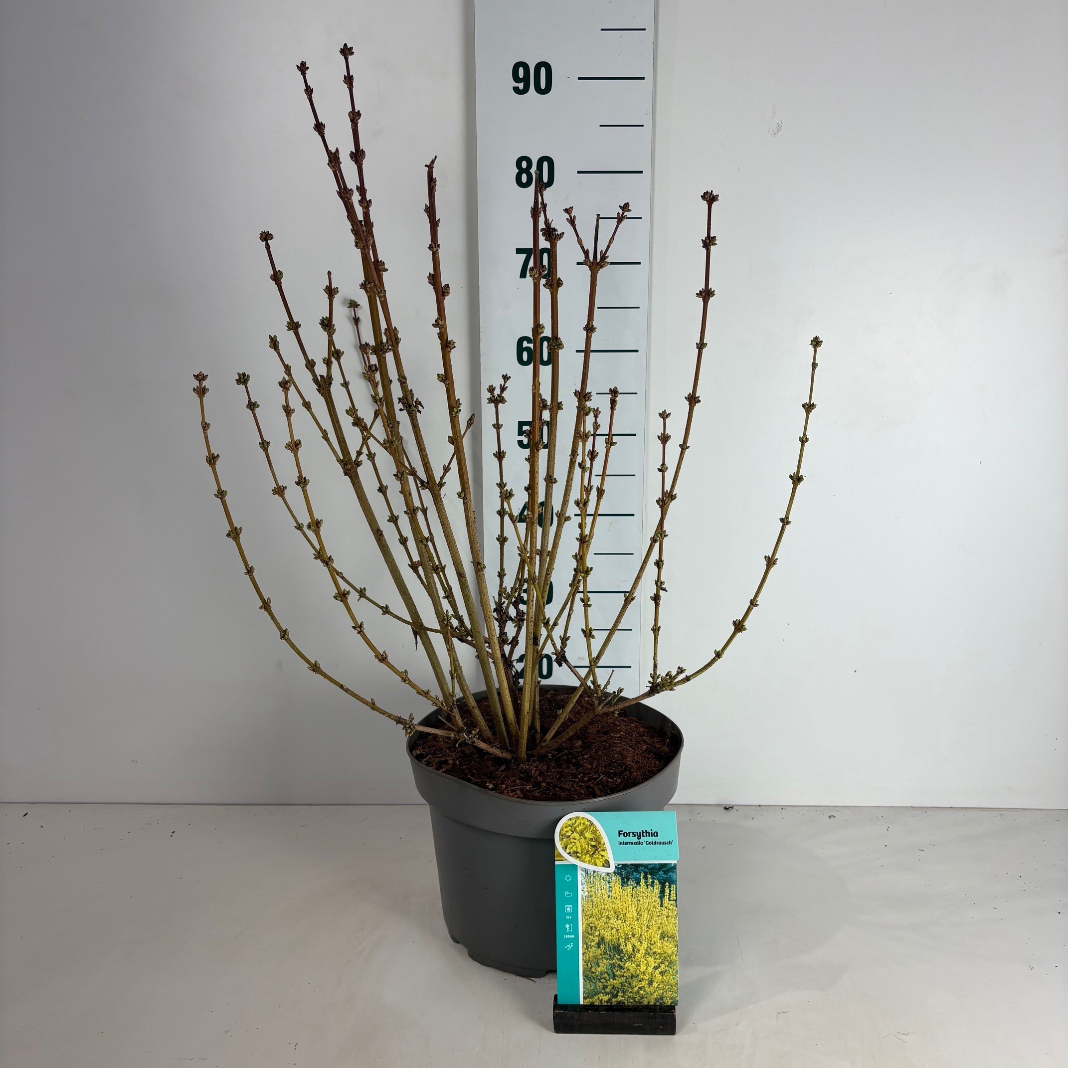 Forsythia intermedia 'Goldrausch'