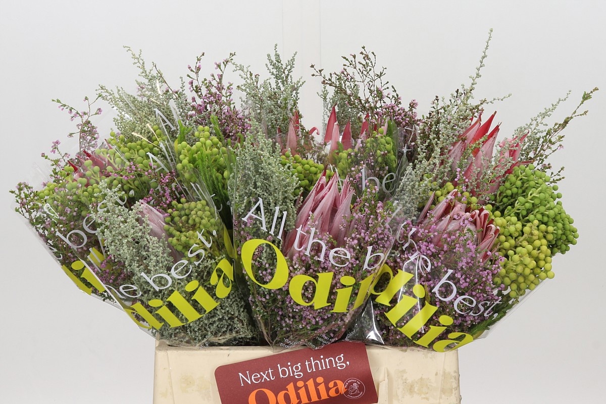 Protea Per Bos