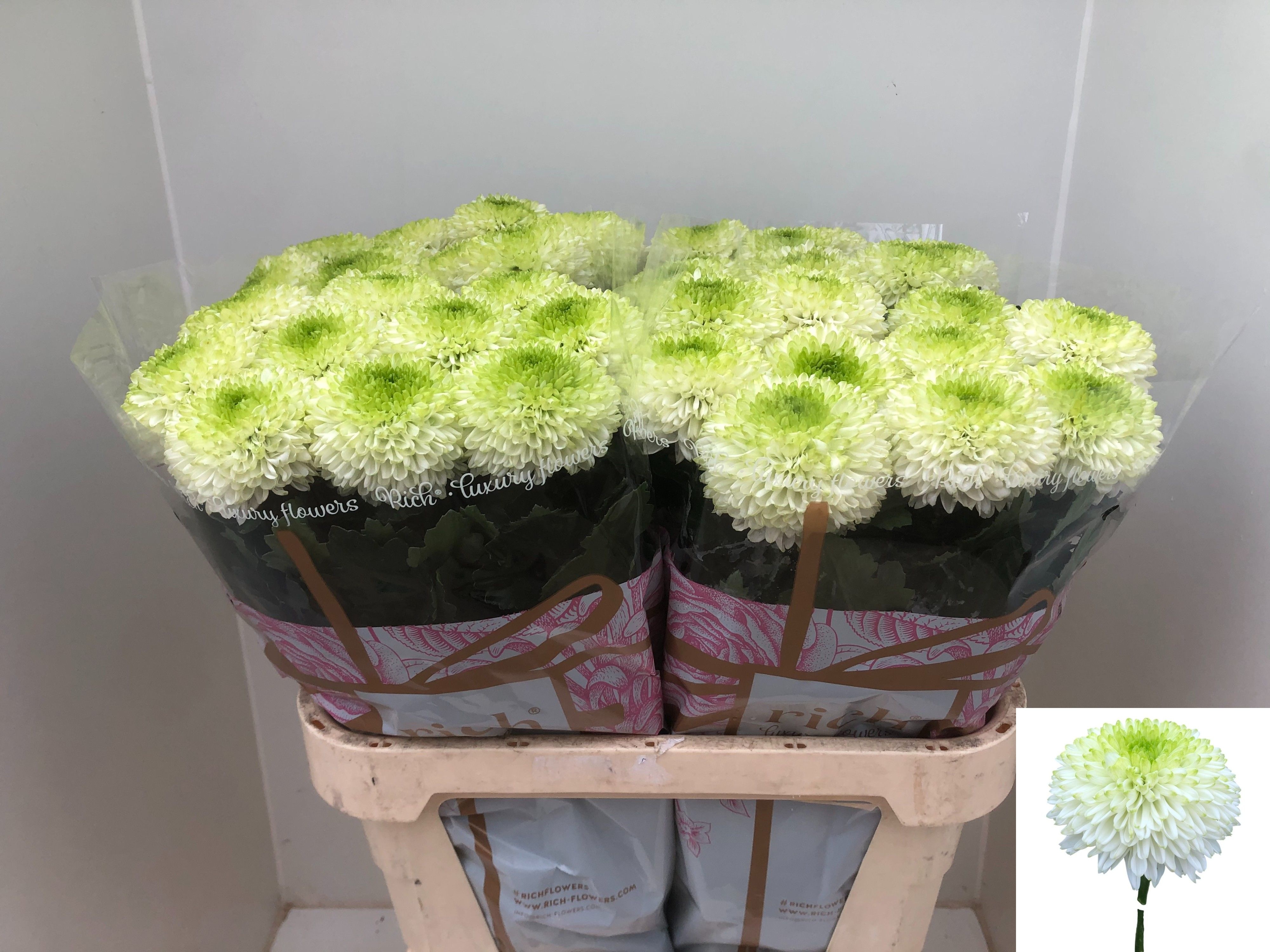 Chrys Single Alibaba 80cm 80gram