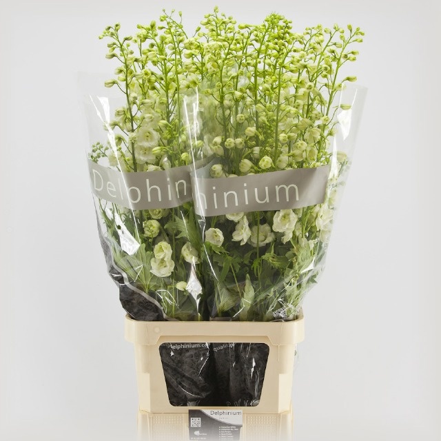 Delphinium Elatum Centurion White 120cm