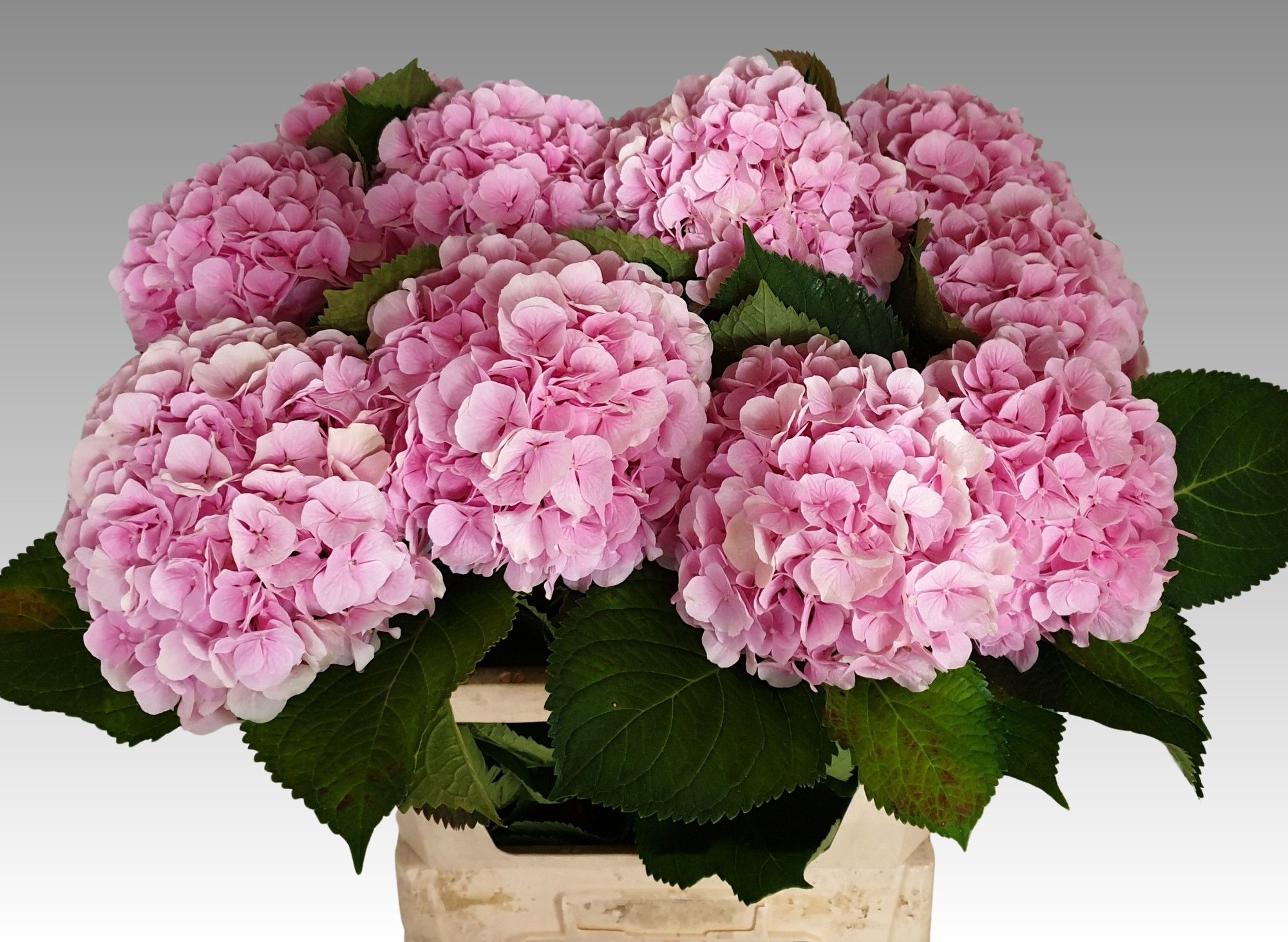 Hydrangea Verena Pink 80cm 21Ø