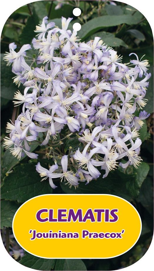 Clematis 'Praecox'