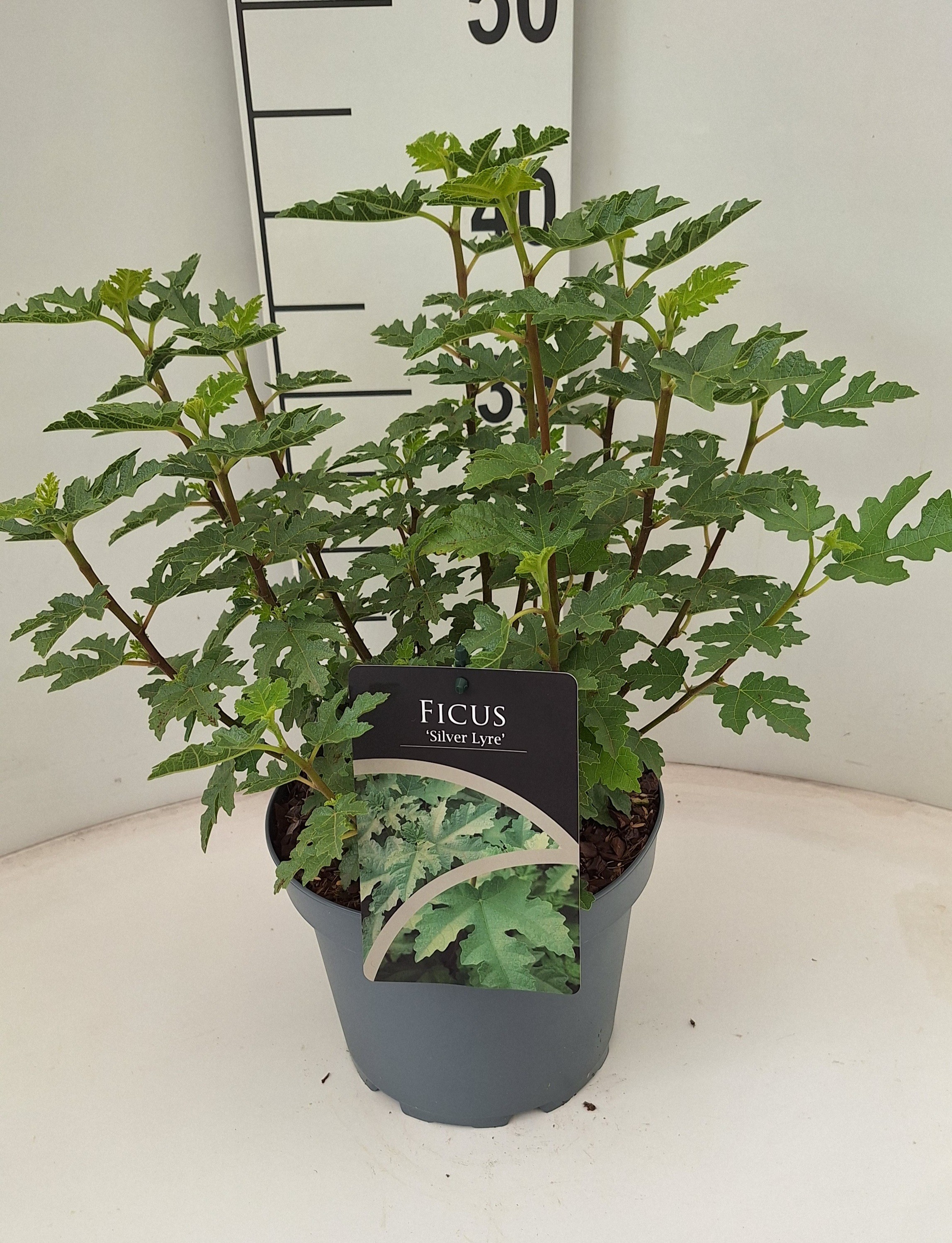 Ficus 'Silver Lyre'