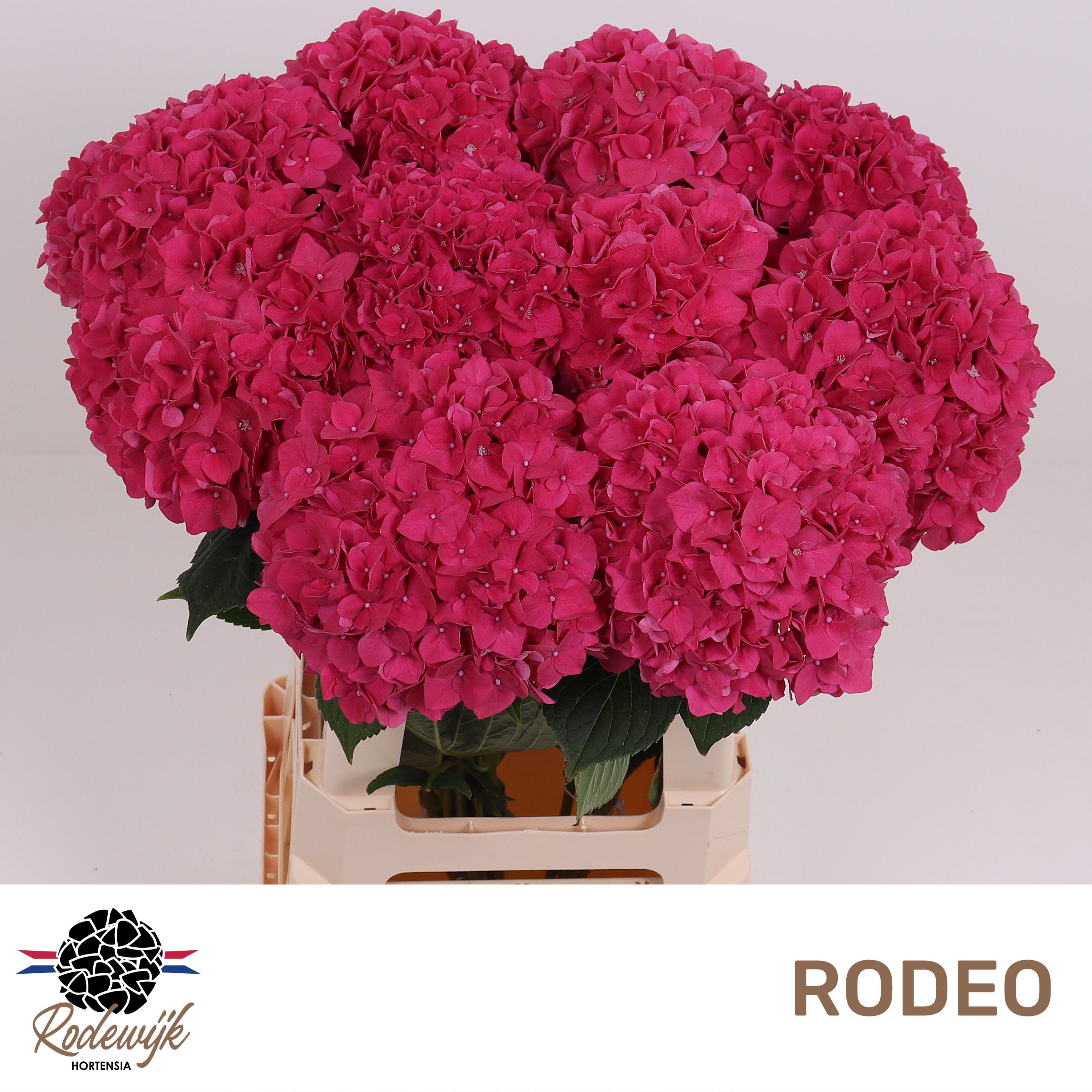 Hydrangea Rodeo Dark Pink 60cm 17Ø