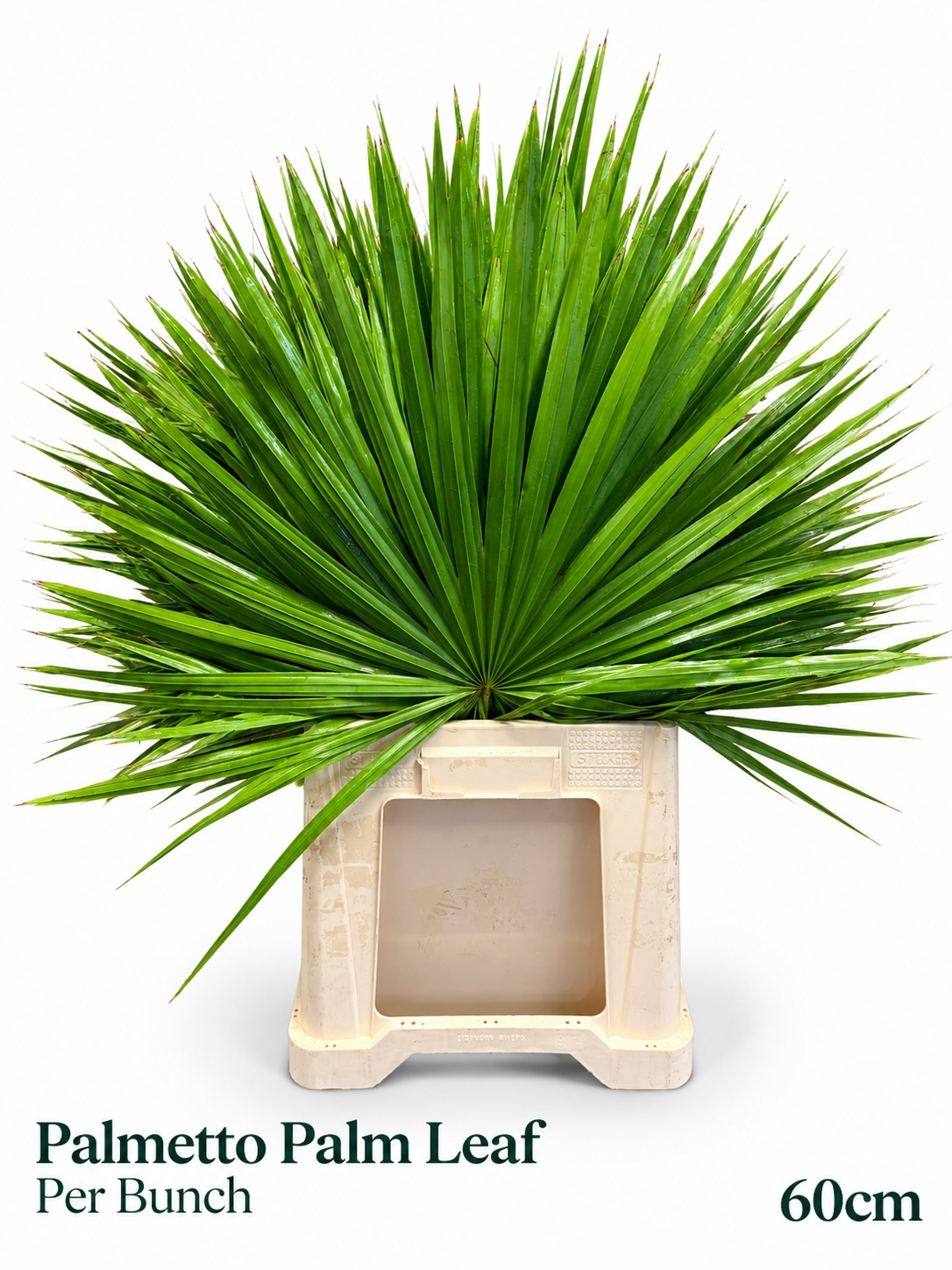 Sabal Palmetto
