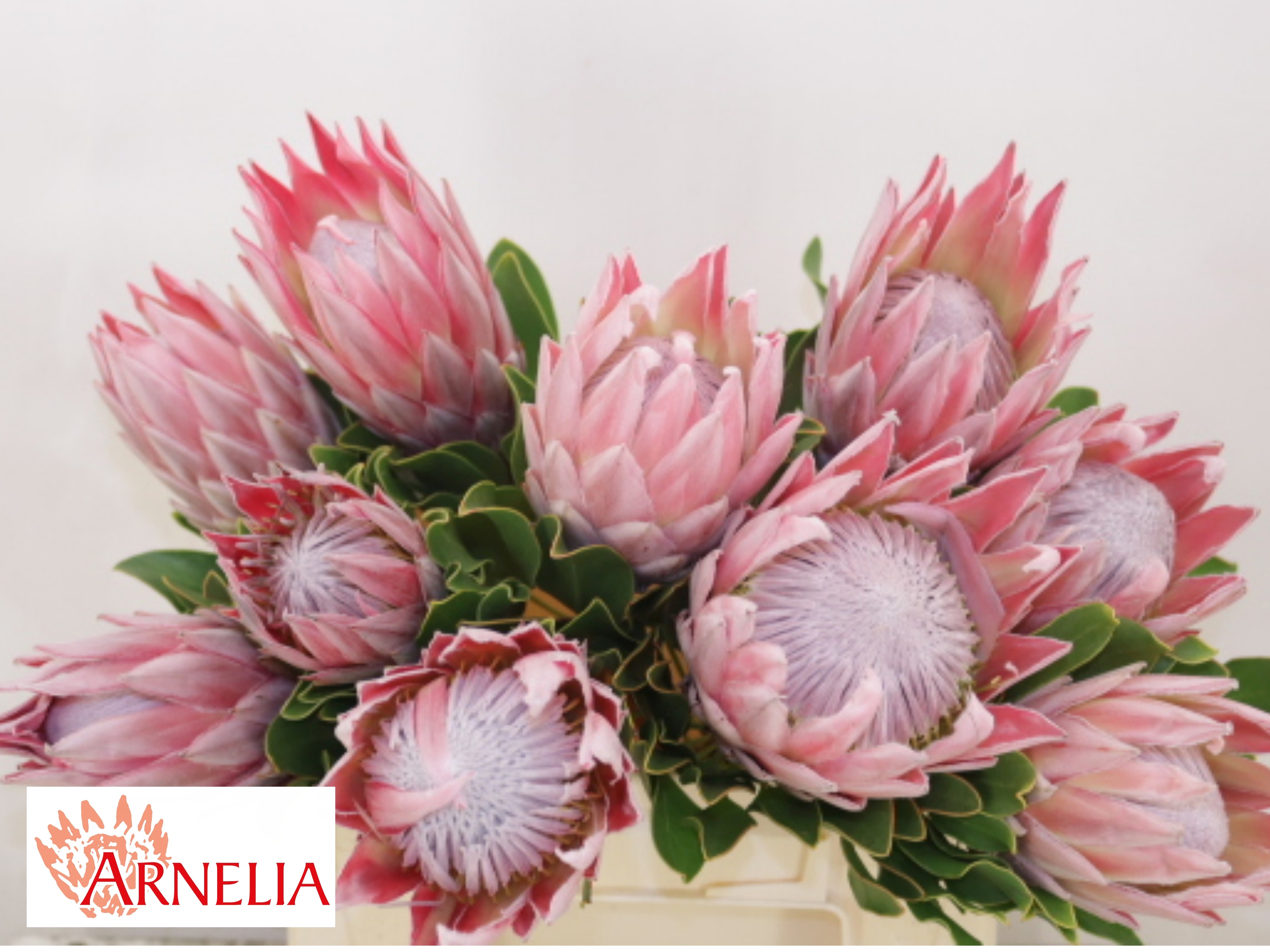 Protea Cynaroides 40cm