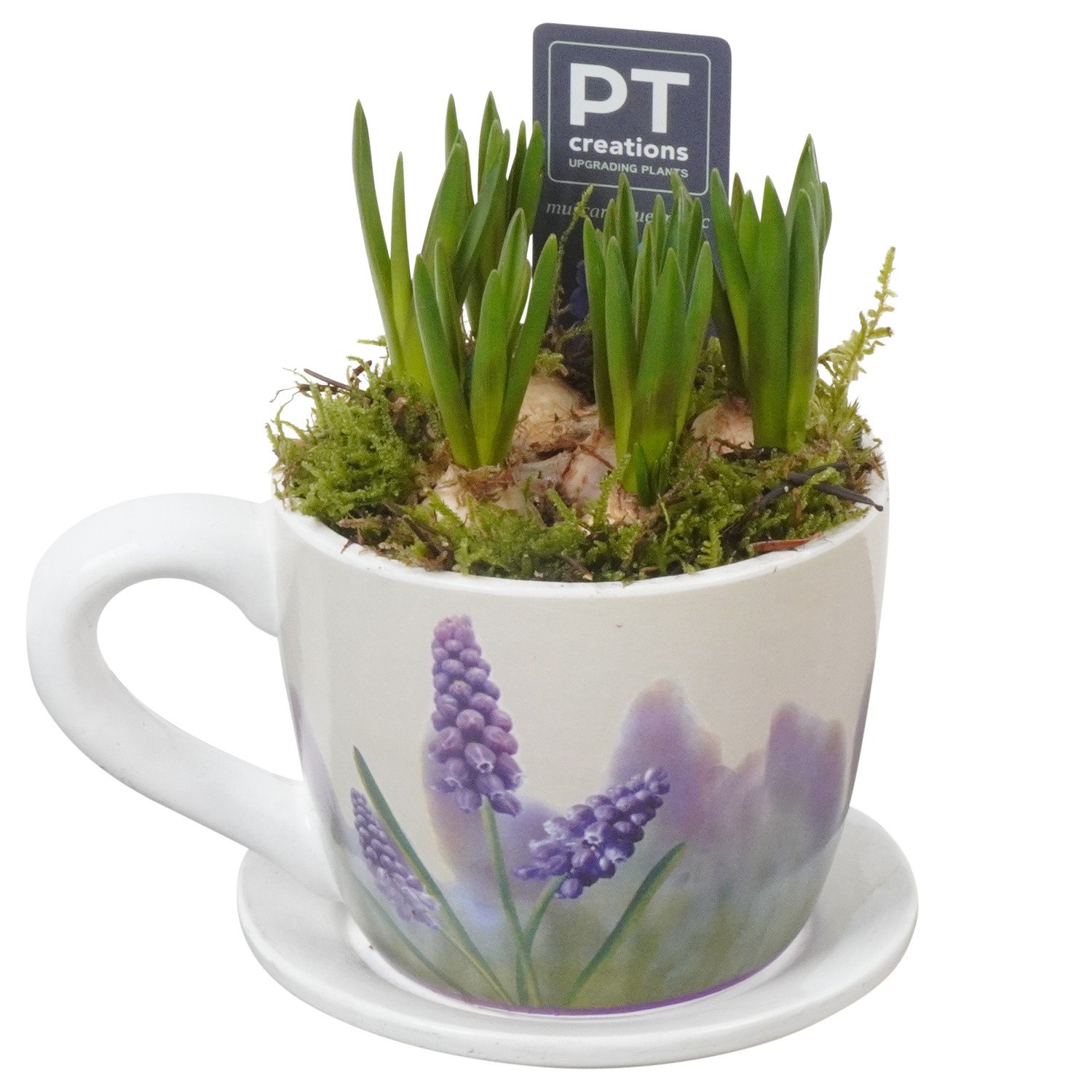 Picture of PTMB1089 Arrangement Muscari in ceramic cup and saucer P11 18cm