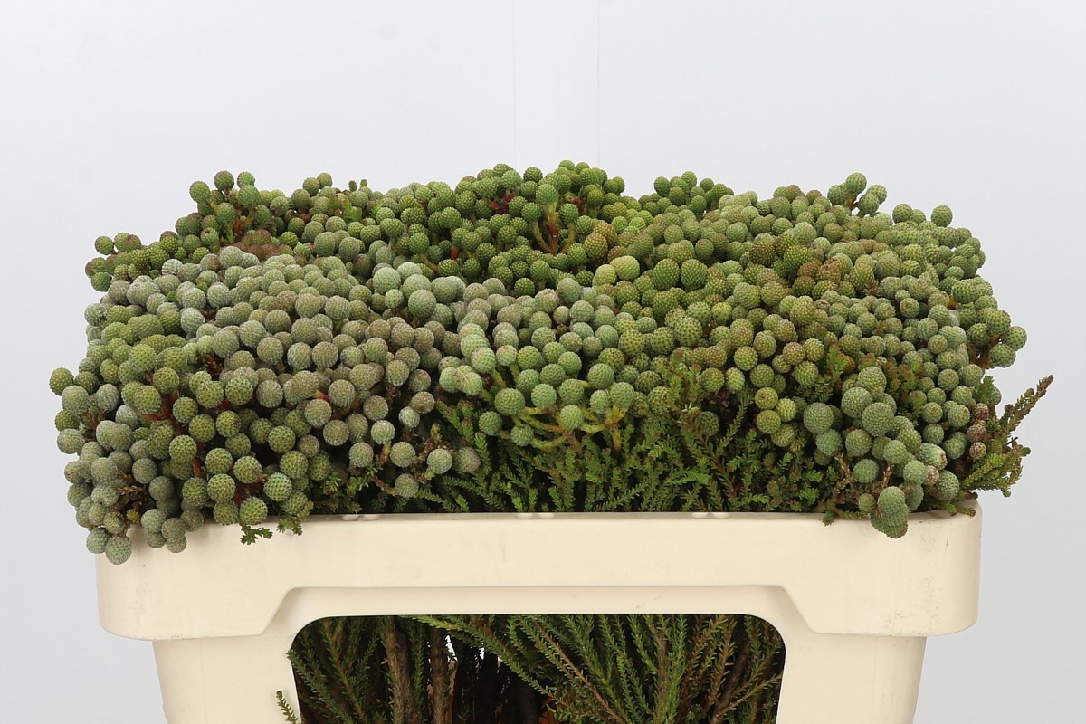 Cape Green (BERZELIA) 50cm