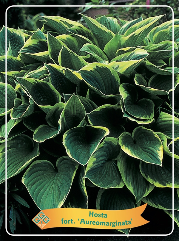 Picture of Hosta Mix 6x10 srt. per shelve P11