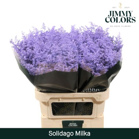 Solidago L70 Milka