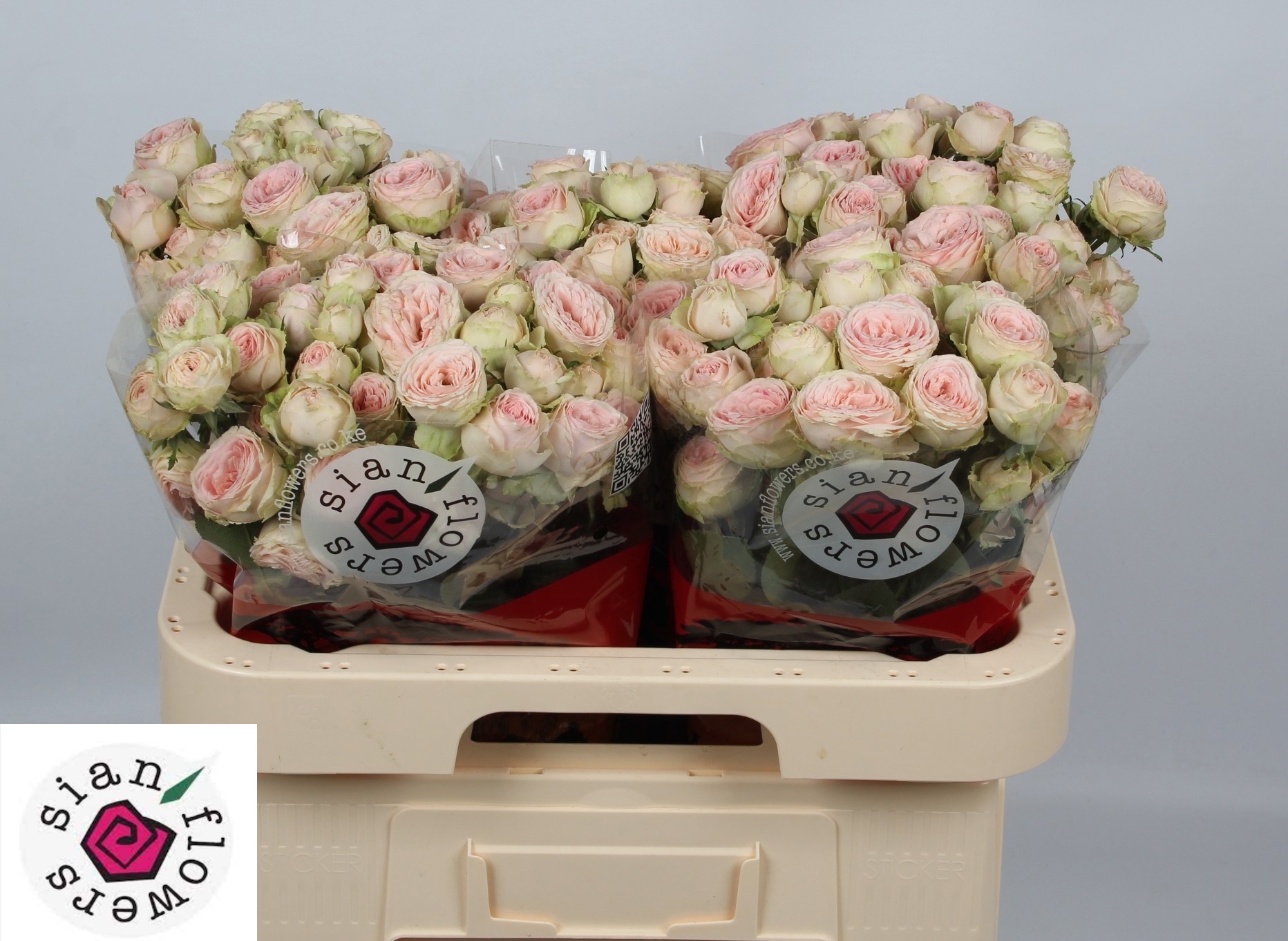Rosa Spr Sweet Giselle 60cm