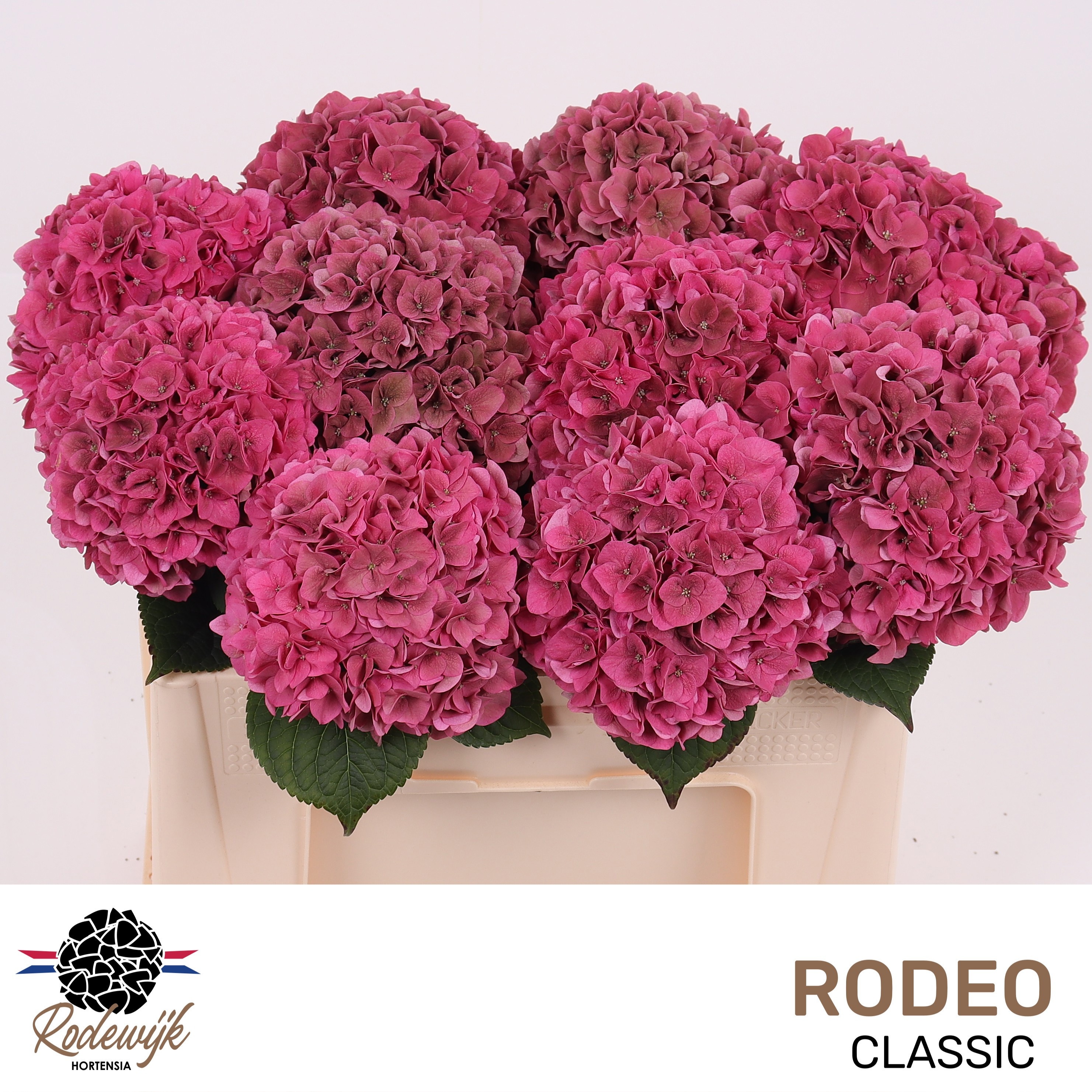 Hydrangea Rodeo Classic Pink 50cm 17Ø
