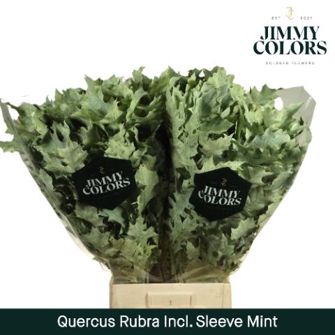 Quercus Rubra Sleeve L80 Mint