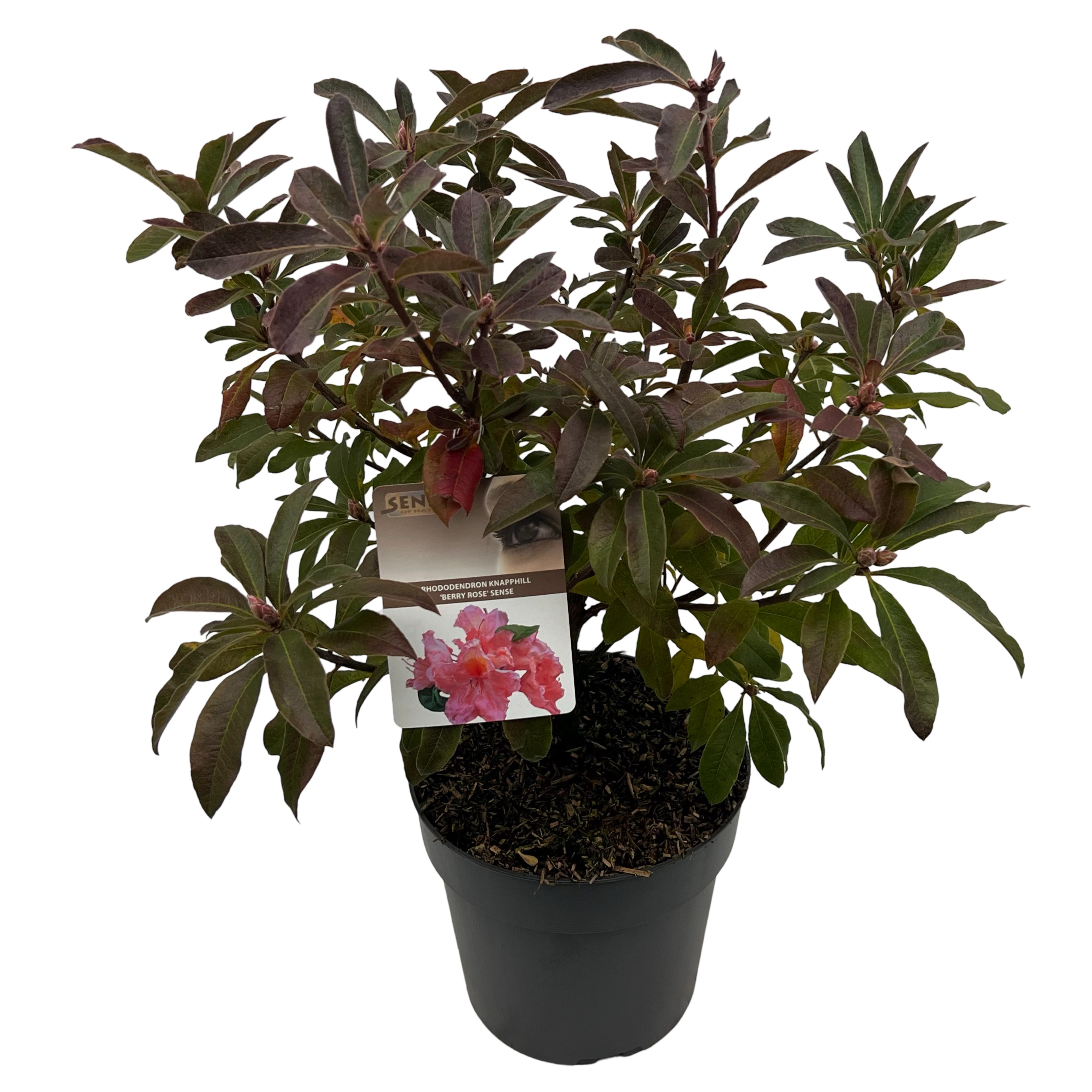 Picture of Rhododendron kna. Berry Rose P23 (5 Ltr) (LOOSE)