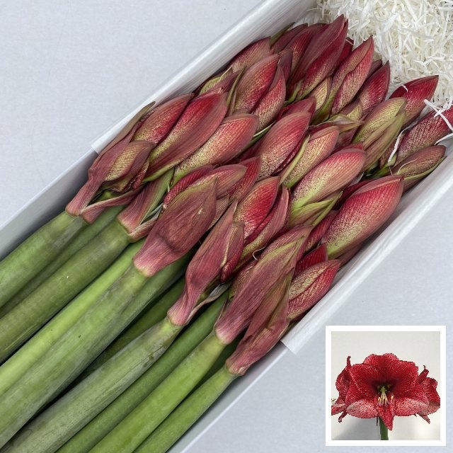 Hippeastrum Maestro 4bl