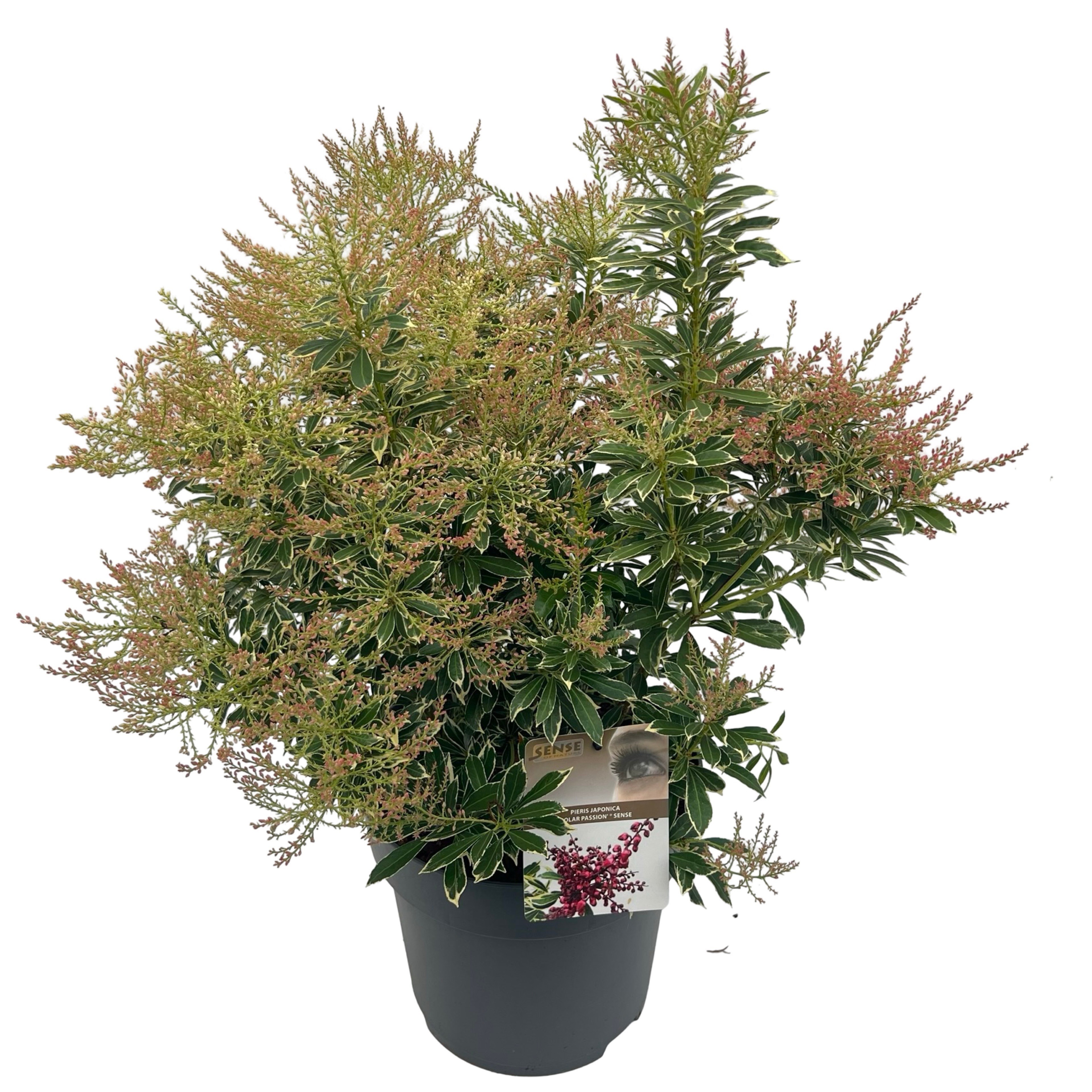 Pieris 'Polar Passion' ® sense
