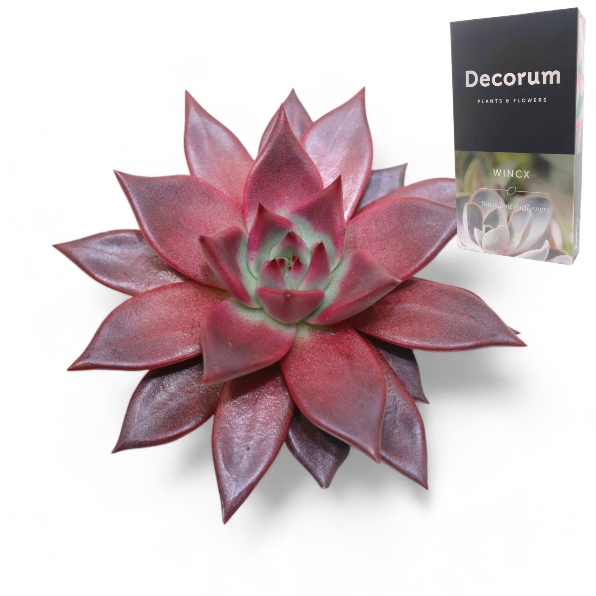 Echeveria Taurus Cutflower