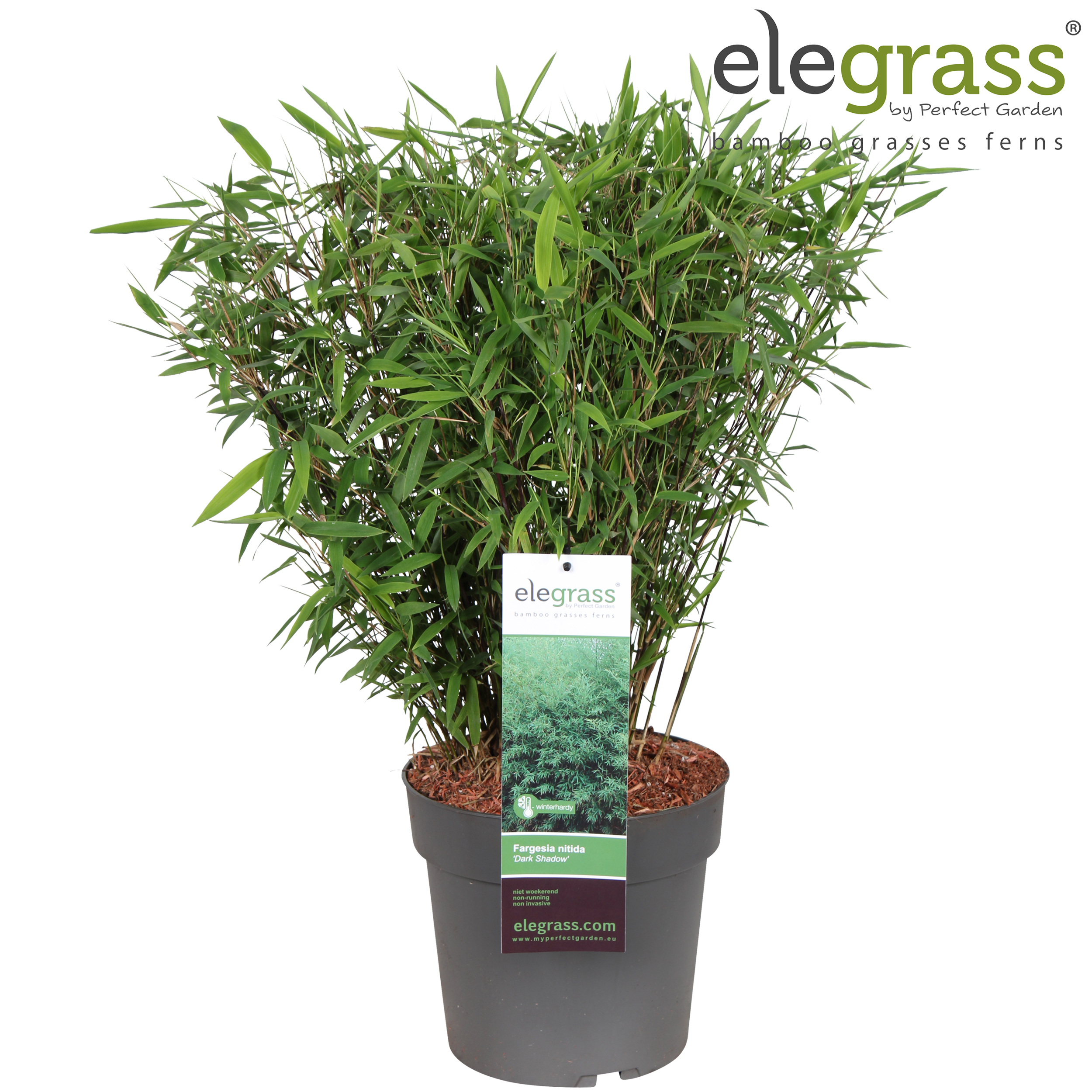 Picture of Fargesia nitida 'Dark Shadow' P23