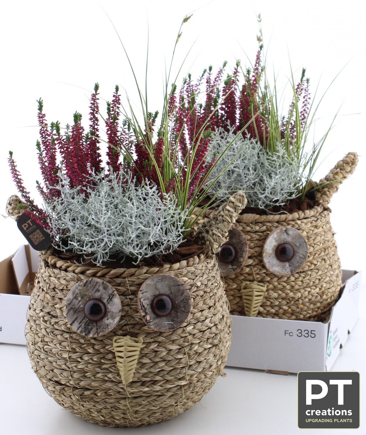 Arr Tuinplanten H% 29P 44cm 22bloei