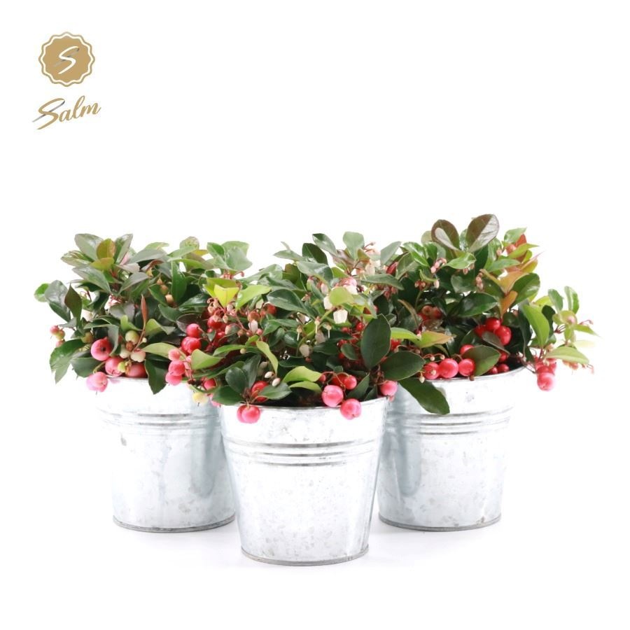 Picture of Gaultheria pr. 'Big Berry'® P10 in Zinc Old-Look