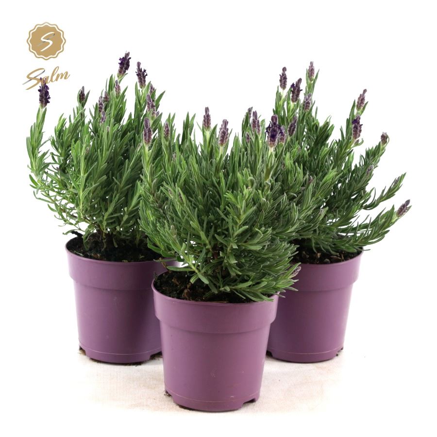 Picture of Lavandula st. 'Anouk'® Collection P12