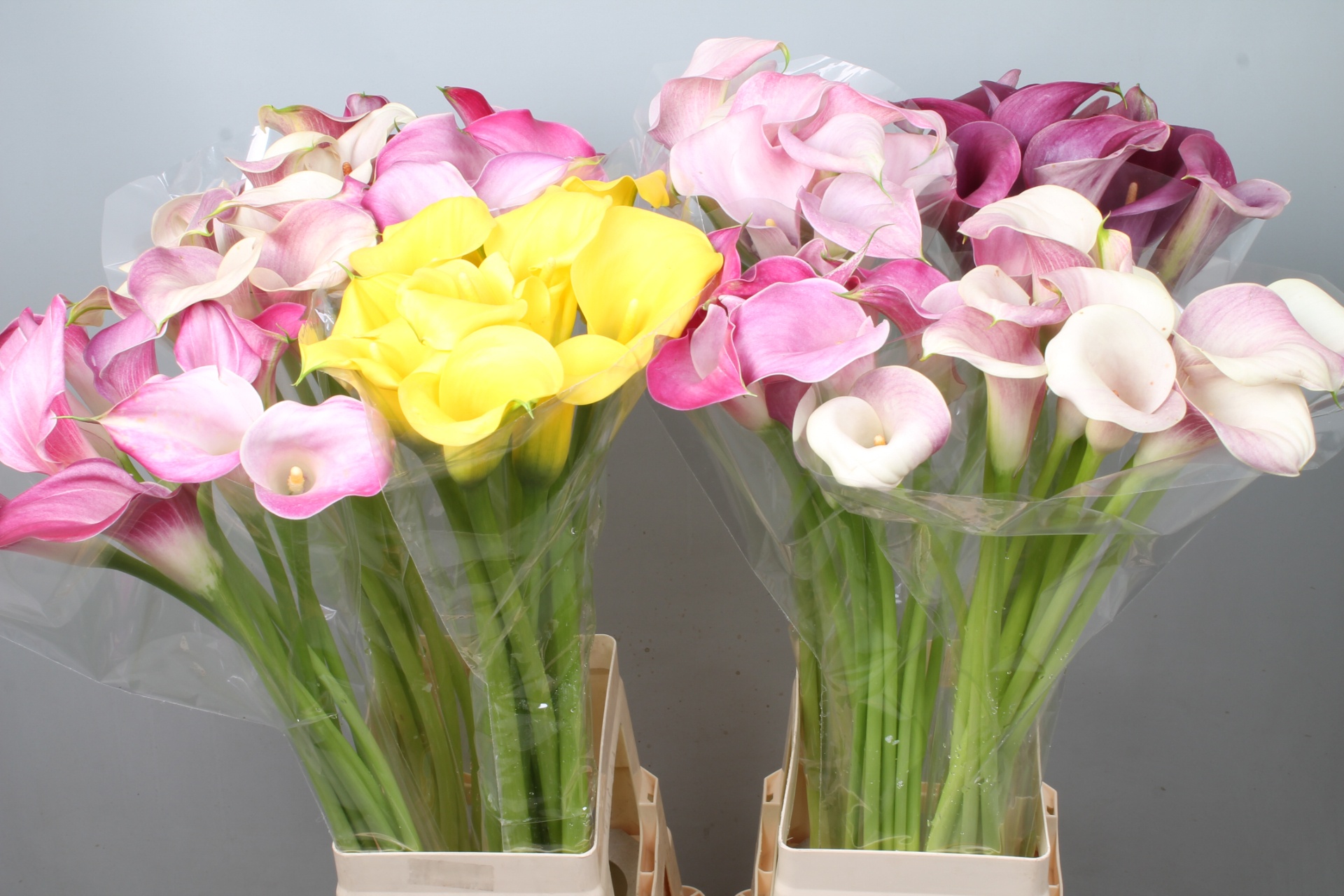 Calla Assorted 80cm