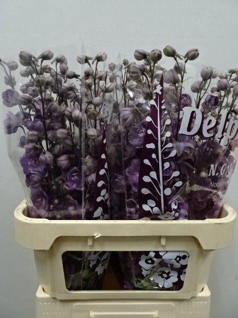 Delph El Dew Mari Ro