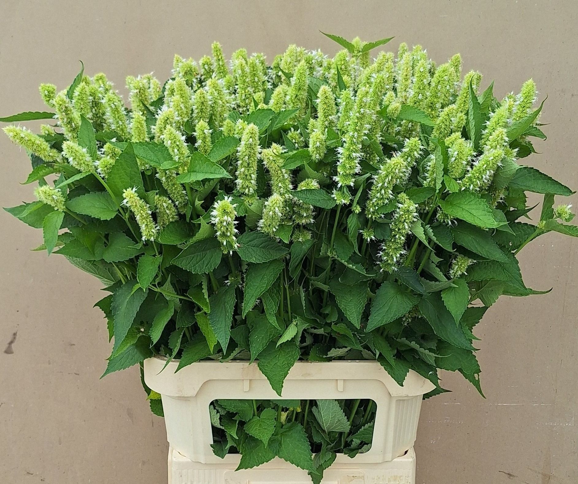 Agastache Ov