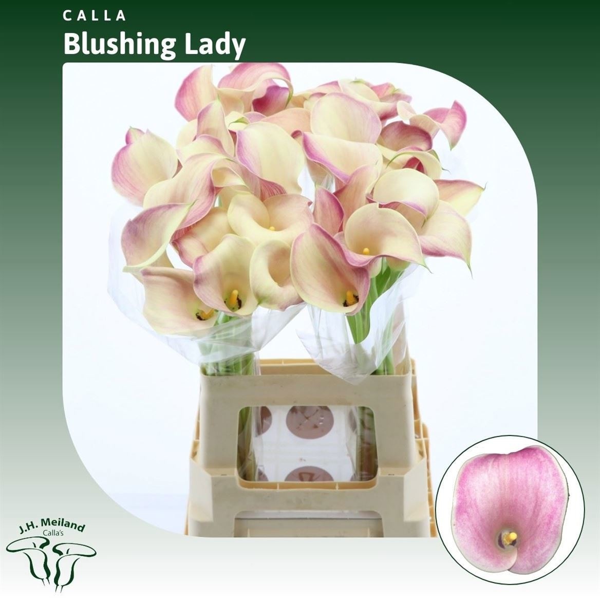 Calla Blushing Lady 65cm