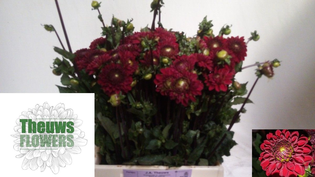 Dahlia Viking 50cm