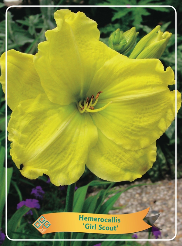 Picture of Hemerocallis Mix 6x10 srt. per shelve P11