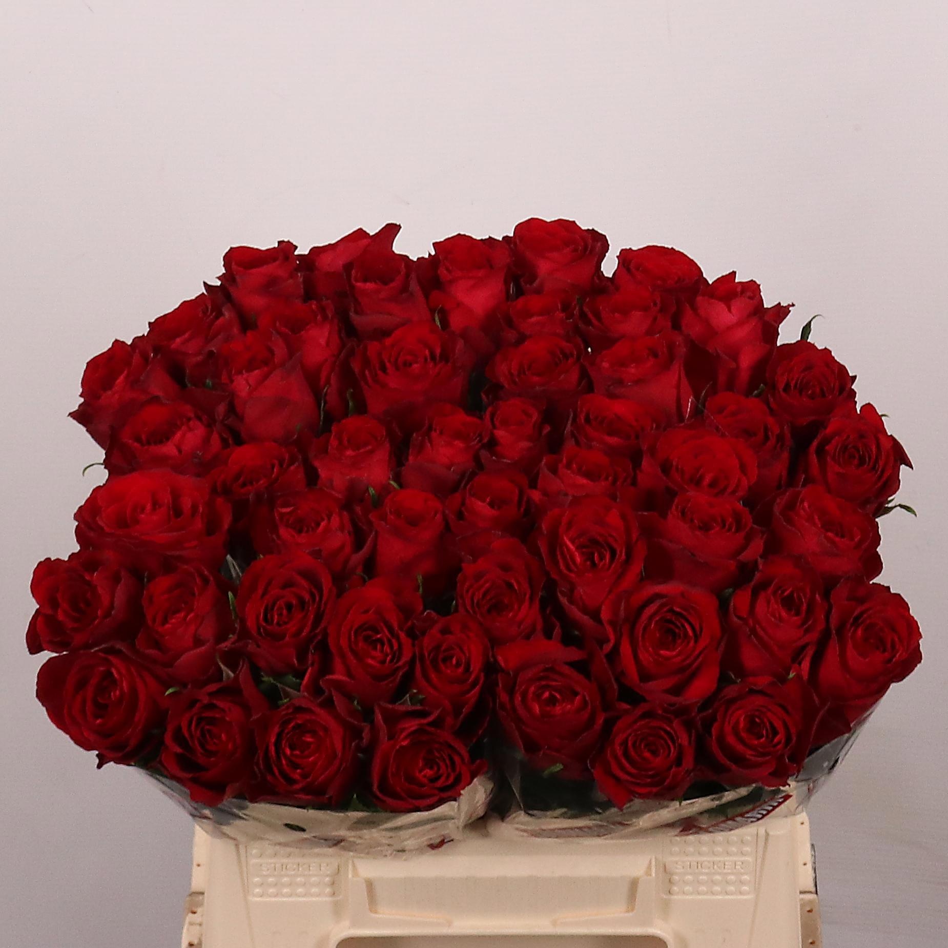 Rosa Madam Red 40cm