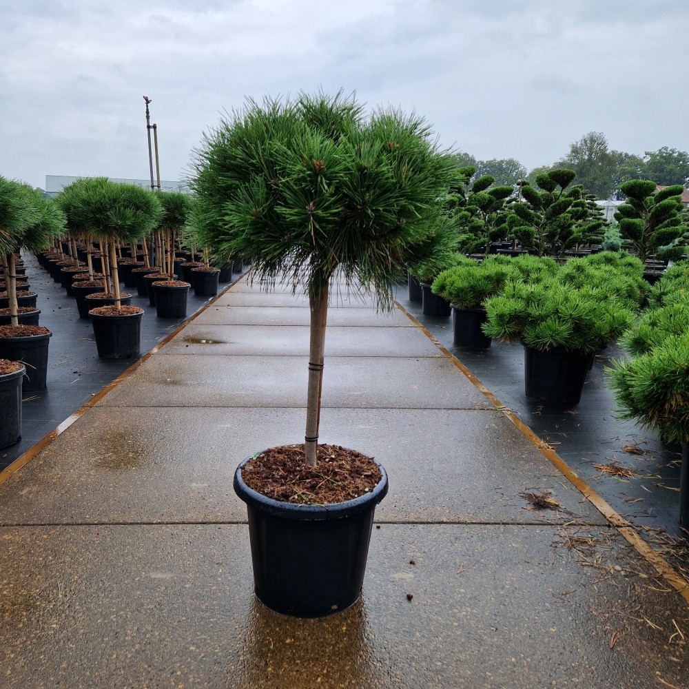 Picture of Pinus nigra Brepo C20 120CM (LOOSE)