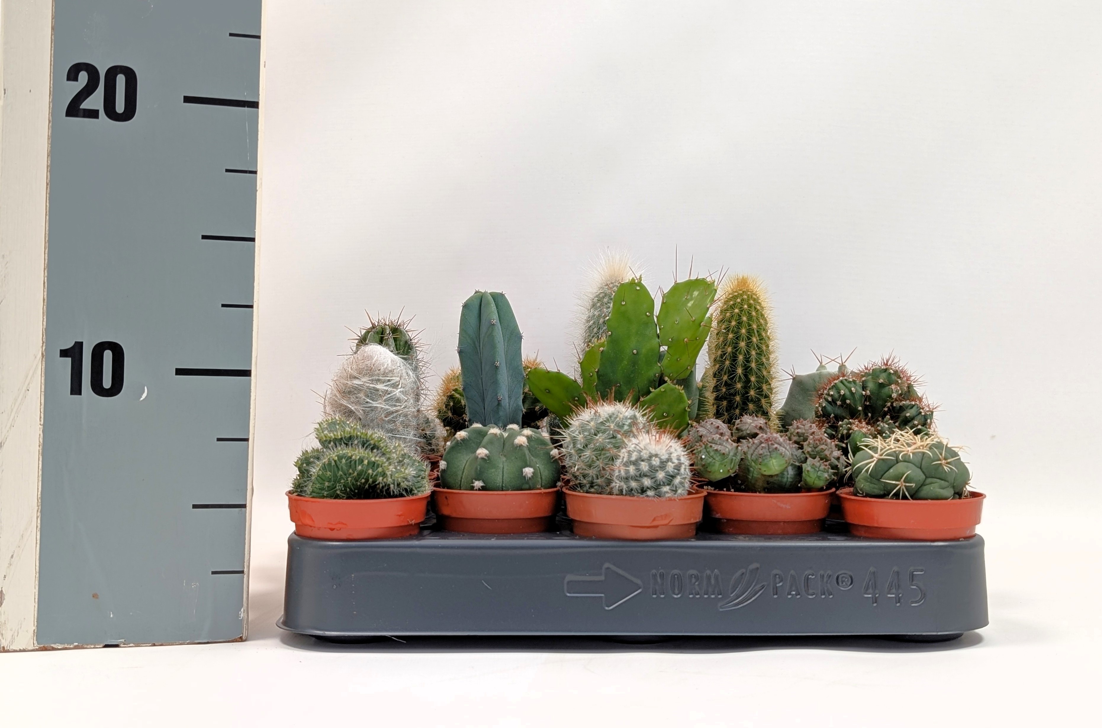 Cactus gemengd C5M | Hamiplant