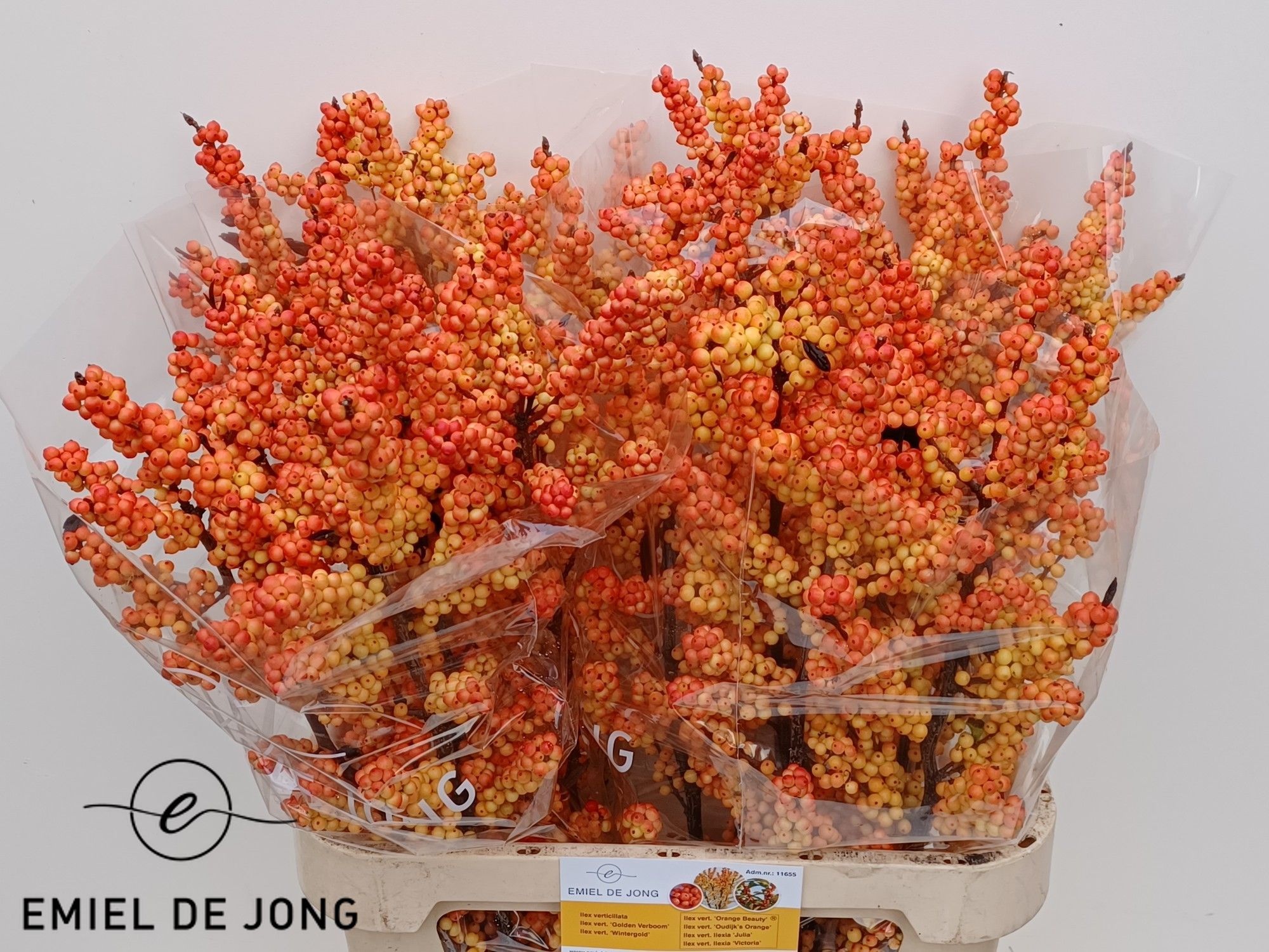 Ilex Ilexia Victoria 90cm