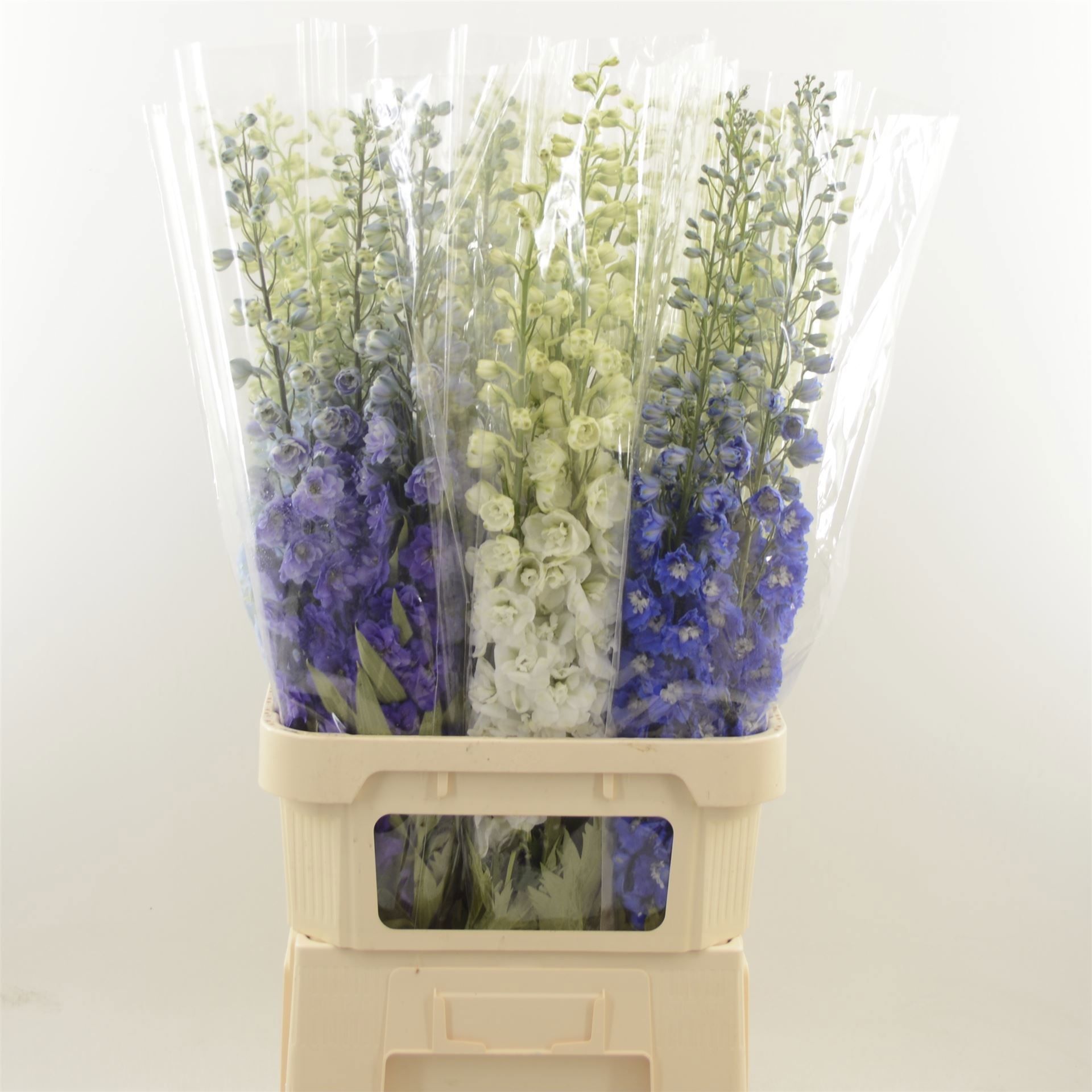 Delphinium El Mixed 100cm