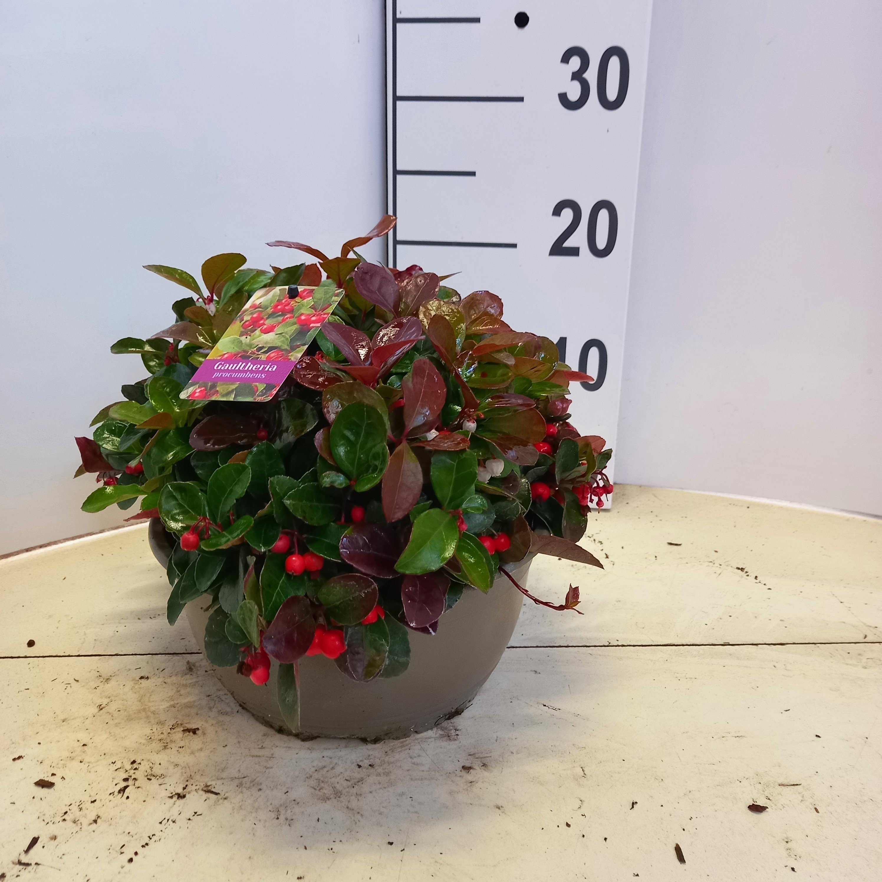 Gaulth Procumb 23Ø 18cm