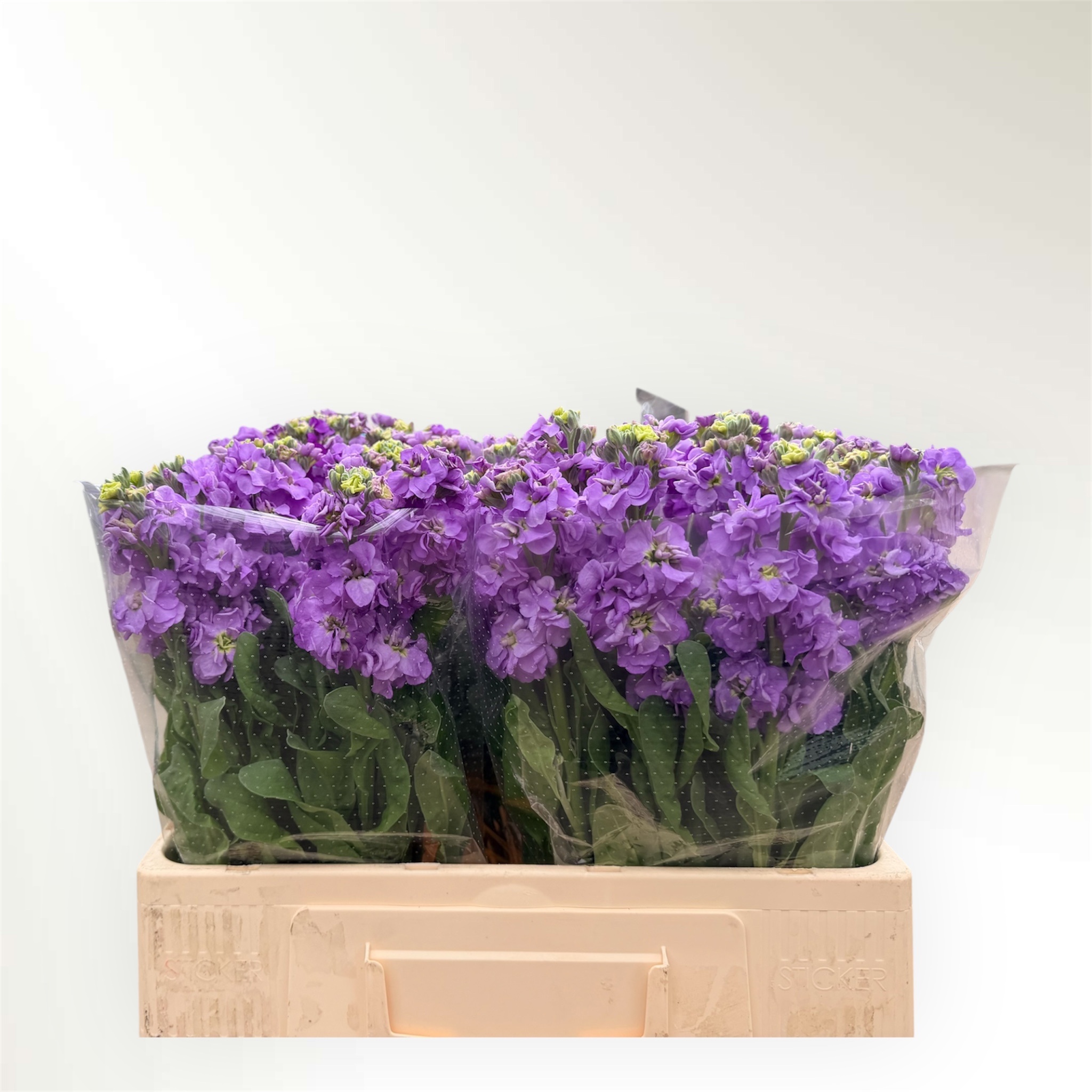 Matth Impala Lavende 60cm