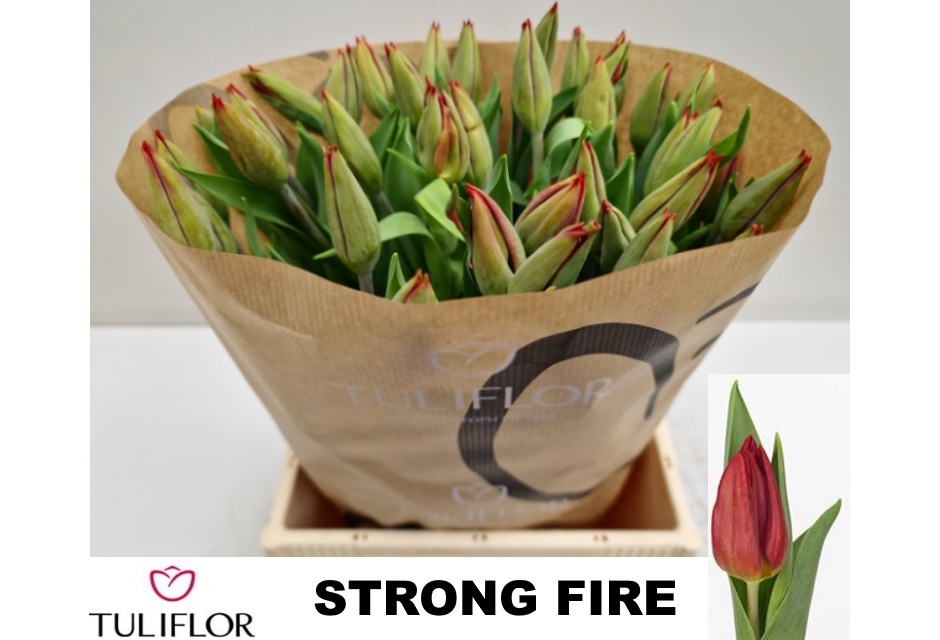 Tulipa Strong Fire 40cm 31gram
