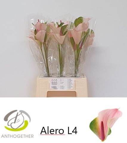 Anthurium Alero 8Ø