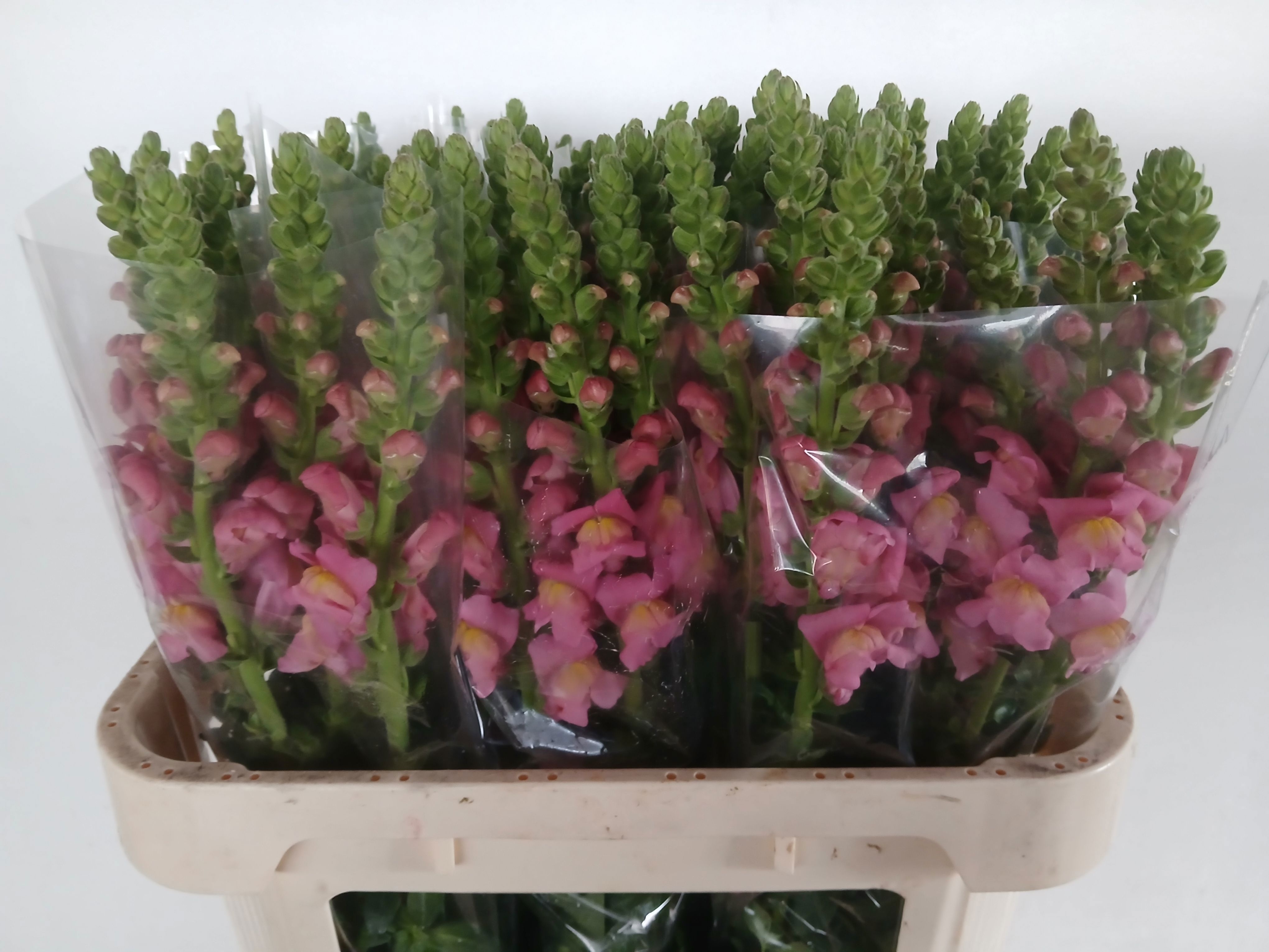 Antirrhinum Antibes Rose 70cm