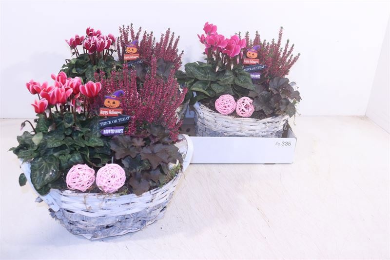 Arr Tuinplanten 25P 28cm