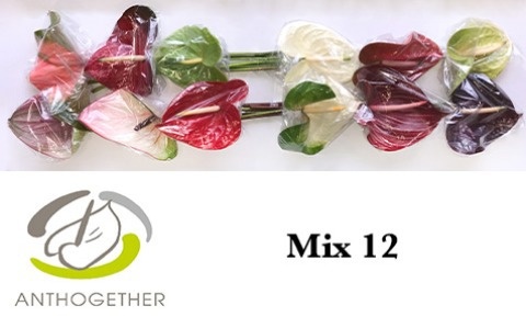 Anthurium Mixed 13Ø
