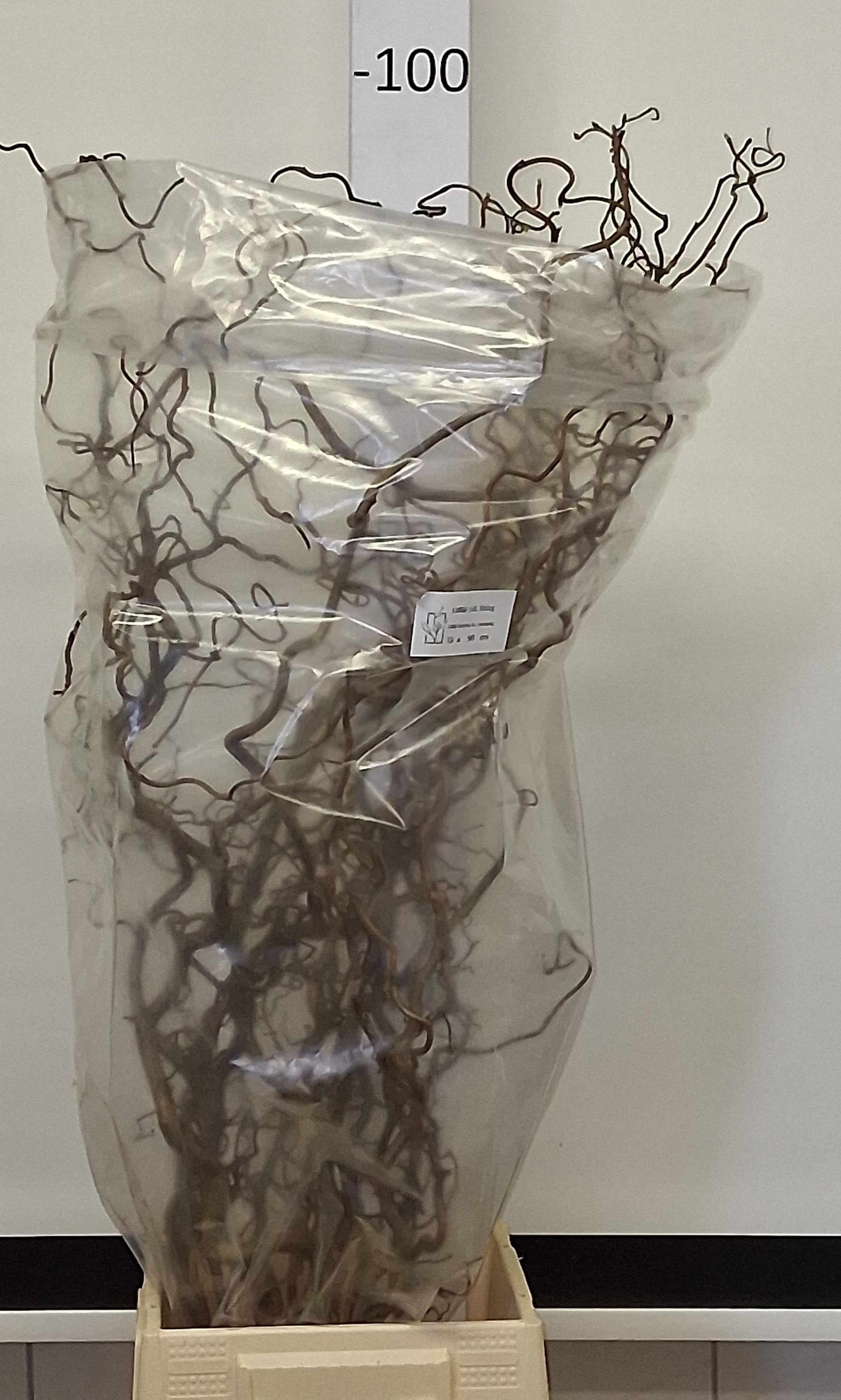 Corylus Avellana Contorta 90cm