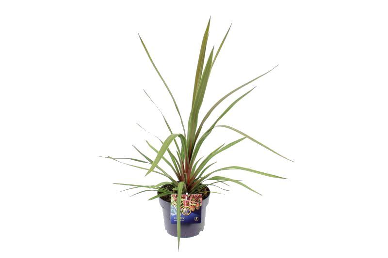 Picture of Cordyline australis Red Heart
