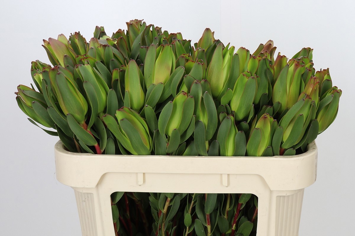 Leucadendron Laurel Ylw 70cm