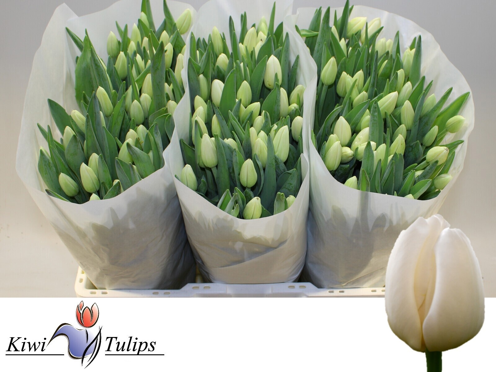 Tulipa Antarctica 42cm 45gram