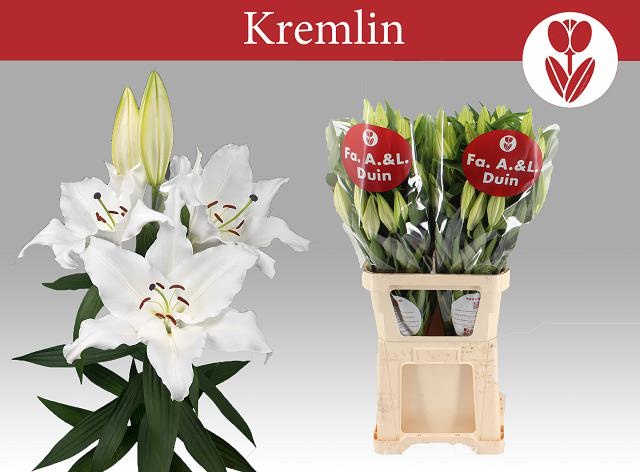 Li Or Kremlin 110cm 6/8bl