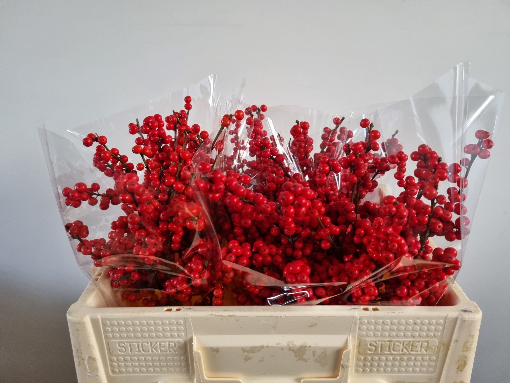 Ilex Verticlilata 50cm